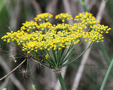 Sweet Fennel Essential Oil - Click Image to Close